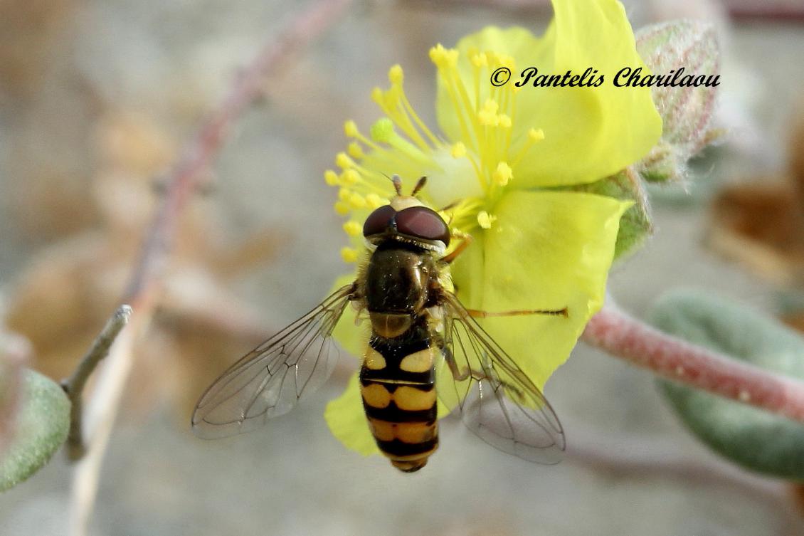 Hoverfly on flower