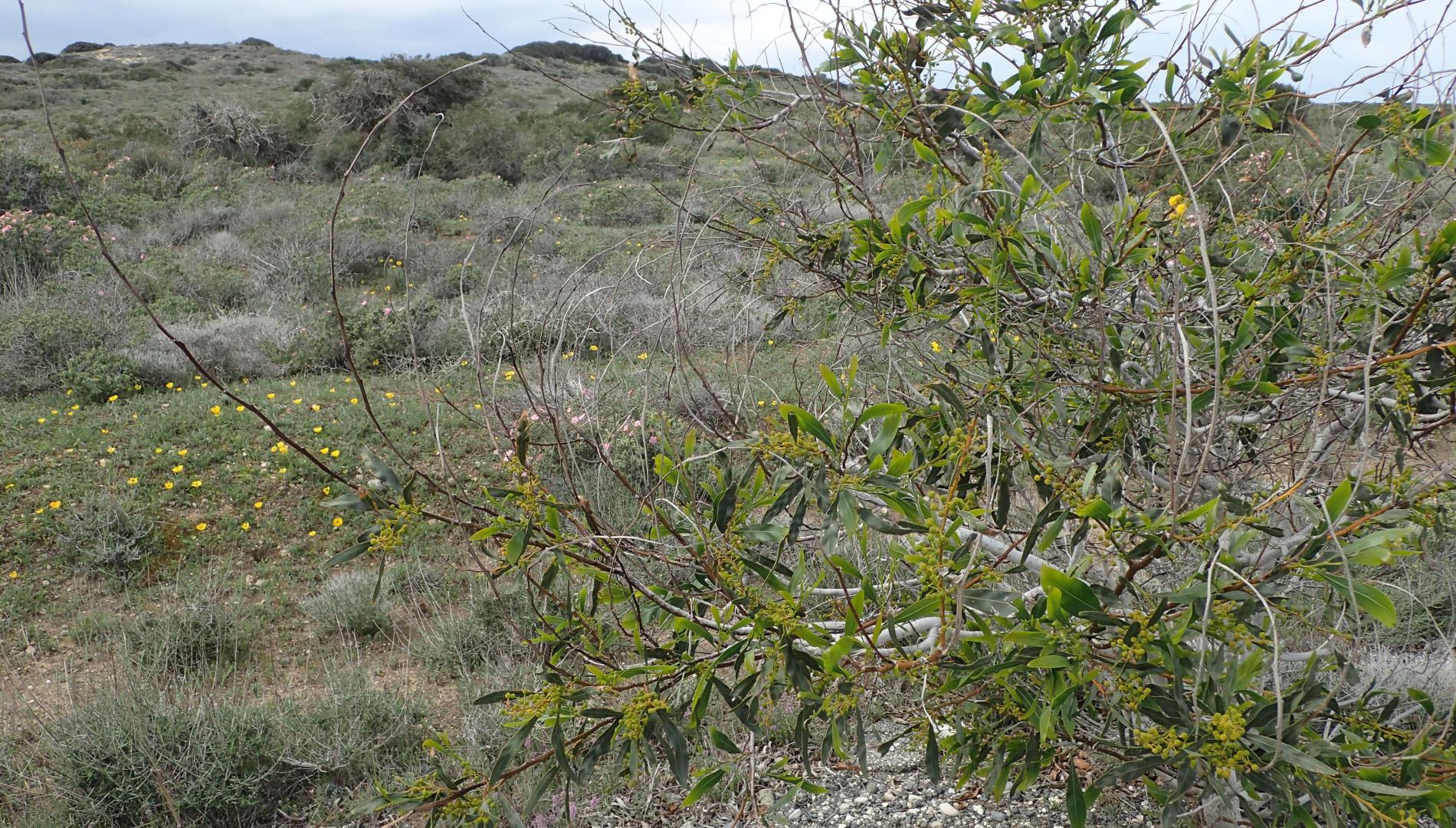 Acacia saligna and phrygana